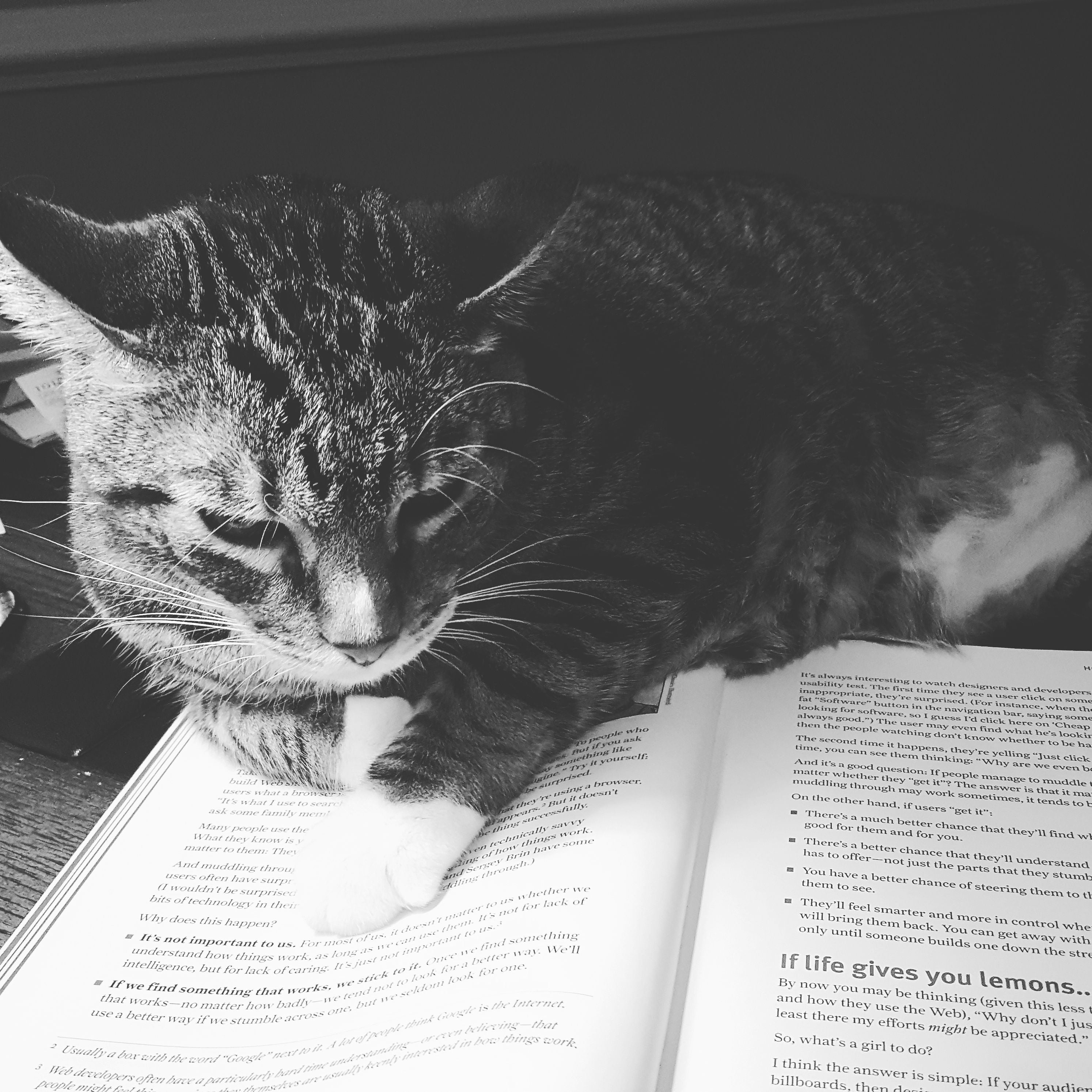 1. Ga met je kat naar de dierenarts