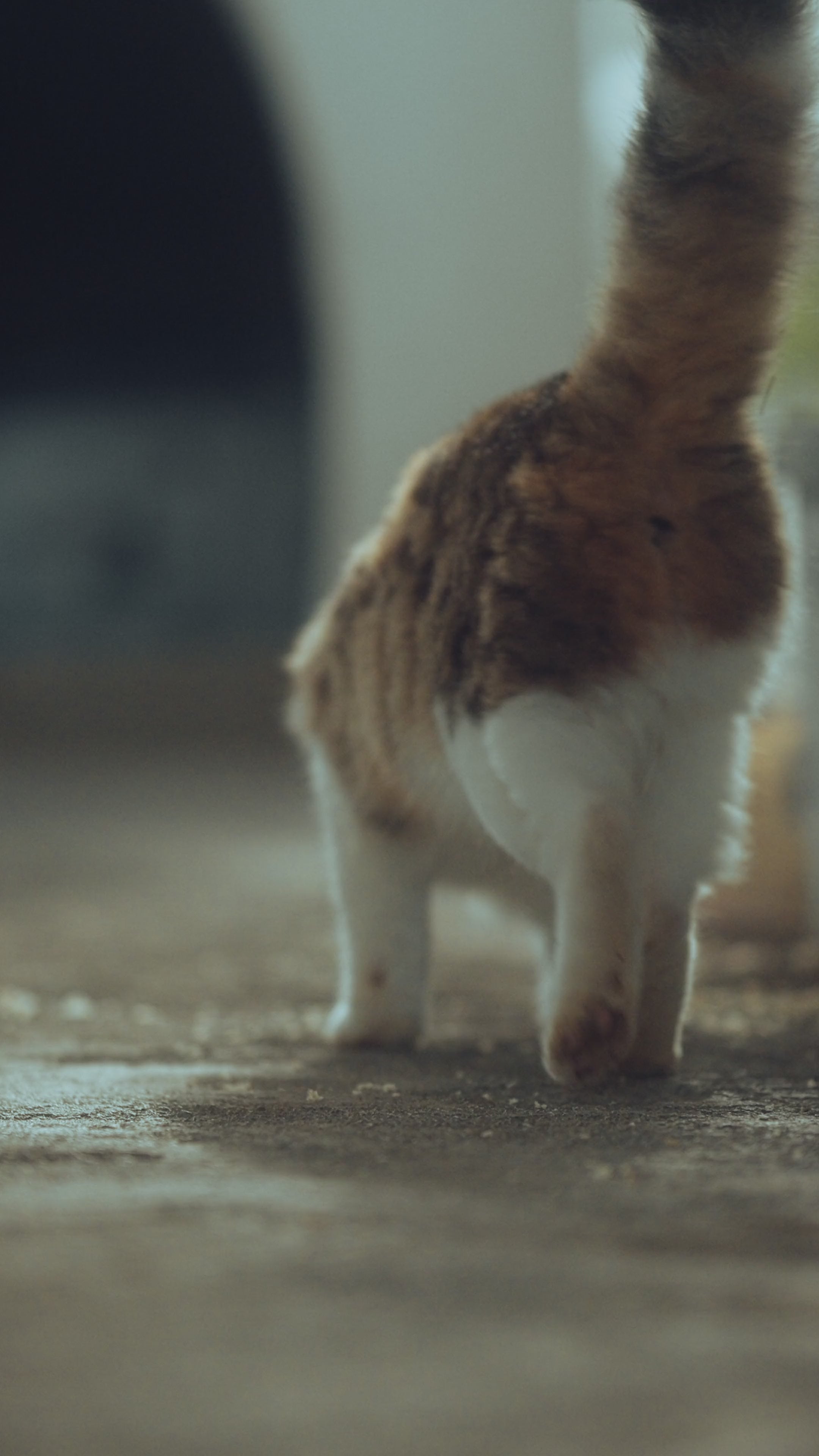 Carica il video: 